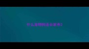 什么宠物狗适合家养