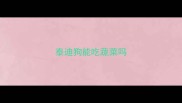 泰迪狗能吃蔬菜吗