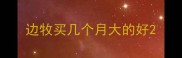 边牧买几个月大的好
