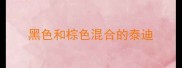 黑色和棕色混合的泰迪