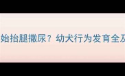 狗狗多大开始抬腿撒尿幼犬行为发育全及应对指南