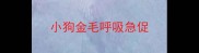 小狗金毛呼吸急促