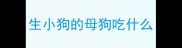 生小狗的母狗吃什么