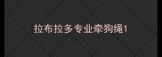 拉布拉多专业牵狗绳