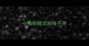 小狗眼睛流脓睁不开