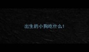 出生的小狗吃什么