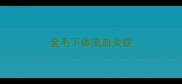 金毛下体流血炎症