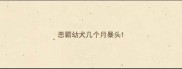 恶霸幼犬几个月暴头