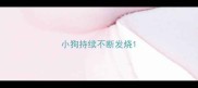 小狗持续不断发烧