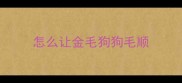 怎么让金毛狗狗毛顺