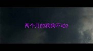 两个月的狗狗不动