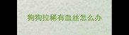 狗狗拉稀有血丝怎么办