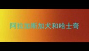 阿拉加斯加犬和哈士奇