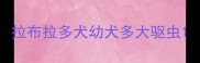 拉布拉多犬幼犬多大驱虫