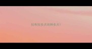 拉布拉多犬纯种多大