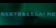 5步训练法小狗在家不跟着走怎么办附超详细训练攻略