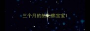 三个月的的比熊宝宝