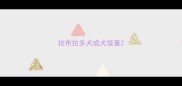 拉布拉多犬成犬饭量