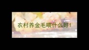 农村养金毛喂什么好
