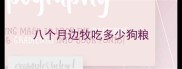 八个月边牧吃多少狗粮
