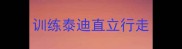训练泰迪直立行走