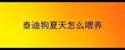 泰迪狗夏天怎么喂养