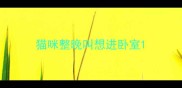 猫咪整晚叫想进卧室