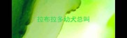 拉布拉多幼犬总叫