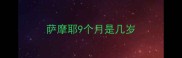 萨摩耶9个月是几岁