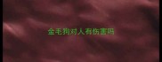 金毛狗对人有伤害吗