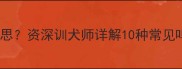 狗狗呜呜叫是什么意思资深训犬师详解10种常见呜叫原因及应对策略