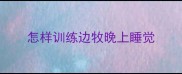 怎样训练边牧晚上睡觉