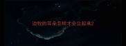 边牧的耳朵怎样才会立起来
