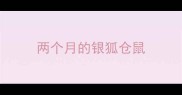 两个月的银狐仓鼠