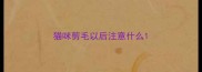 猫咪剪毛以后注意什么