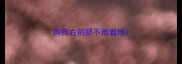 狗狗右前腿不敢着地
