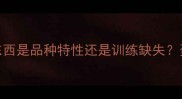 拉布拉多爱抓东西是品种特性还是训练缺失资深训犬师拆解全