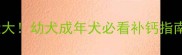 哈士奇缺钙症状大幼犬成年犬必看补钙指南附科学方案