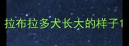拉布拉多犬长大的样子