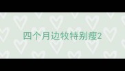 四个月边牧特别瘦