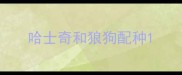 哈士奇和狼狗配种