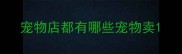 宠物店都有哪些宠物卖