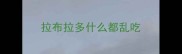 拉布拉多什么都乱吃