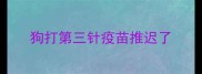 狗打第三针疫苗推迟了