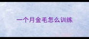 一个月金毛怎么训练