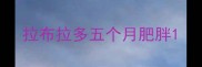 拉布拉多五个月肥胖
