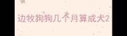边牧狗狗几个月算成犬