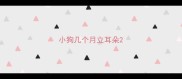 小狗几个月立耳朵