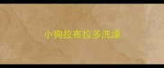小狗拉布拉多洗澡