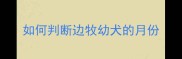 如何判断边牧幼犬的月份